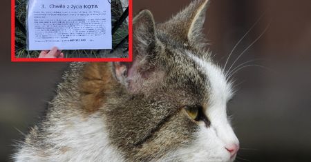 Nietypowa napaść w Toruniu. Właścicielka kota zostawiła kartkę