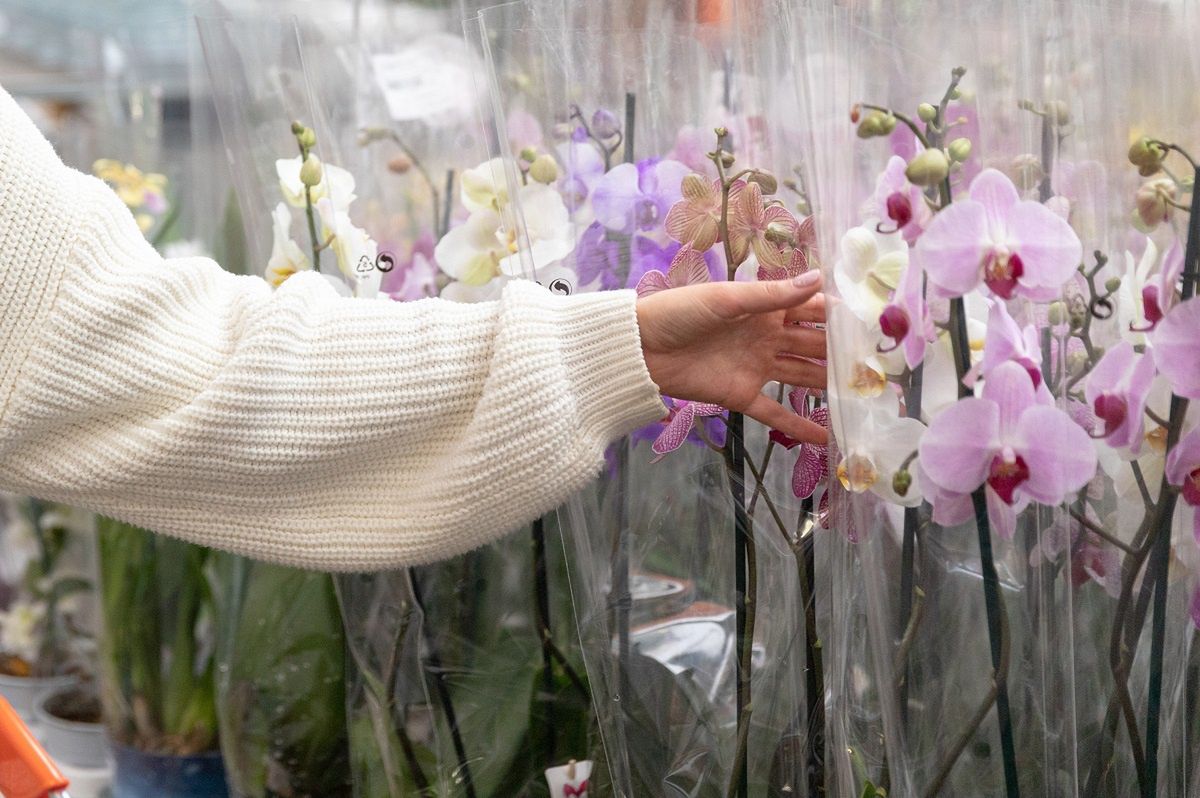 Ogrodnik ostrzega przed "skokiem na kasę". Wskazuje konkretną odmianę storczyka