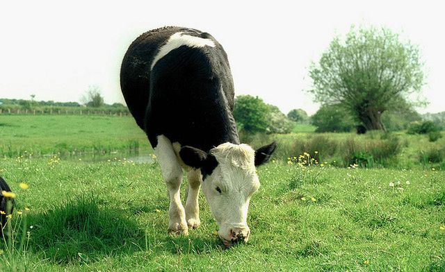 Podkarpackie: 2 mln zł na promocję hodowli bydła mięsnego