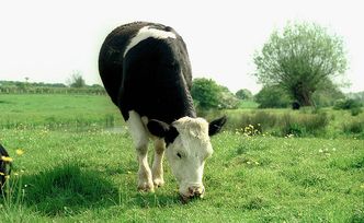 Podkarpackie: 2 mln zł na promocję hodowli bydła mięsnego