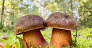 Pyszny borowik, którego wielu się obawia. Doświadczeni grzybiarze zacierają ręce, gdy go widzą