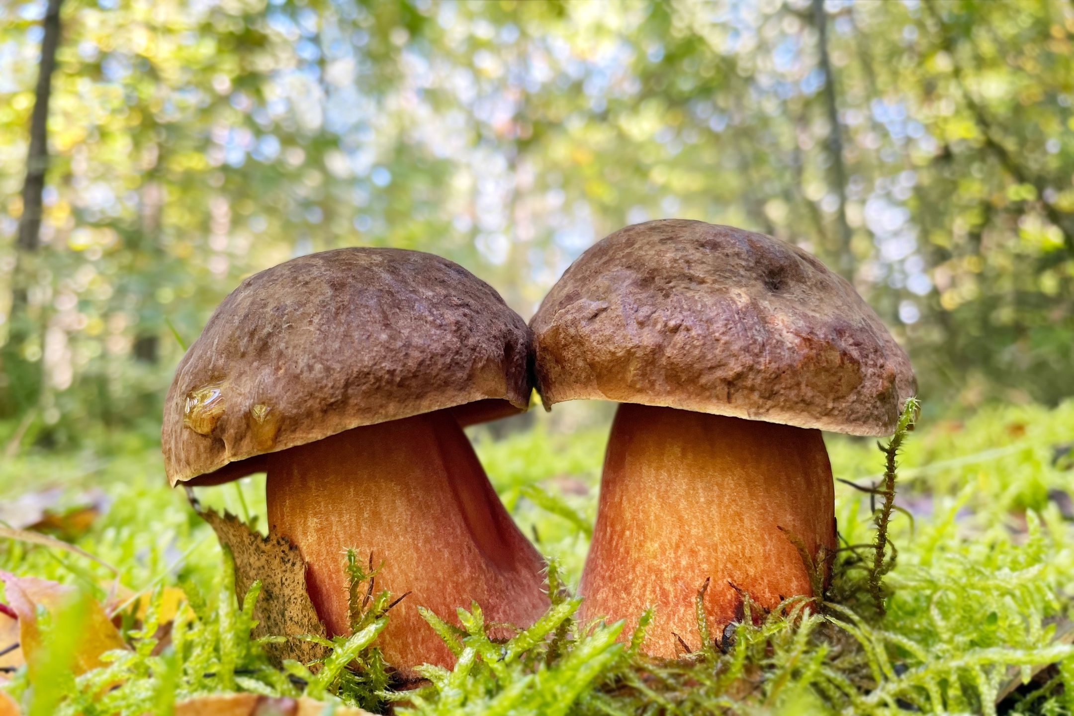 Borowik ceglastopory (Neoboletus erythropus)