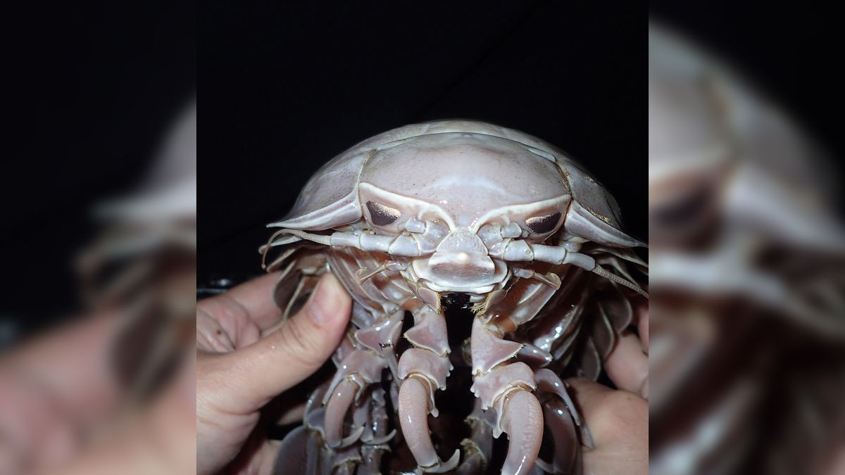 "Morski karaluch" istnieje, udowadniają to zdjęcia naukowców 1