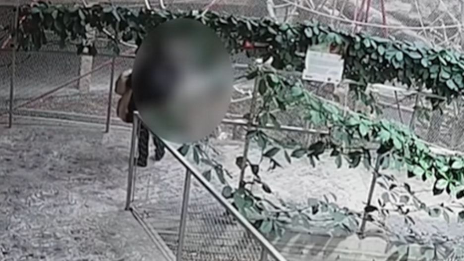 Dokarmiała zwierzęta w zoo. Naleśniki zaszkodziły orangutanom.