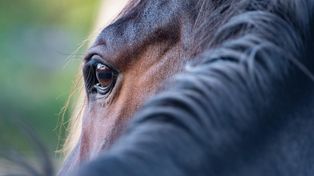 Rawicz: Gniade biegły ulicą. Konie uciekły z zagrody