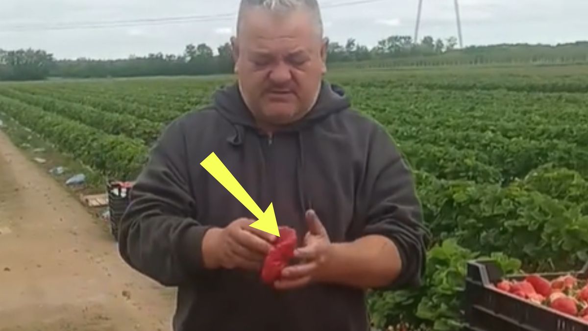 Rumuński sadownik pokazał nietypowe truskawki.