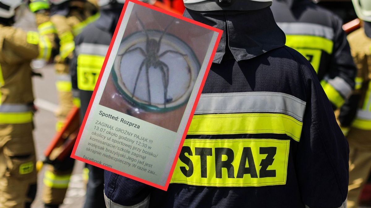 Wpis o pająku niósł się po sieci. To był żart
