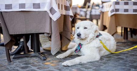 Weszła do restauracji z psem. Gdy podeszła do nich kelnerka, aż ją zamurowało