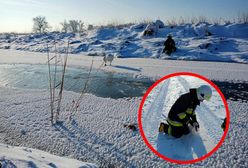 Warmińsko-mazurskie. Strażacy ratowali łabędzie na zamarzniętych zbiornikach