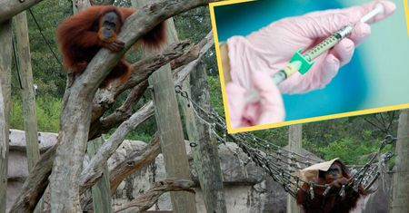 ZOO zaszczepi zwierzęta na COVID. Małpy na pierwszy ogień