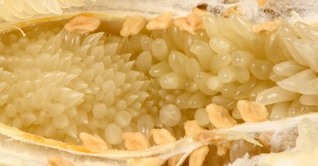 Wytapia oporny tłuszcz. Zbija cholesterol, chroni przed rakiem jelit