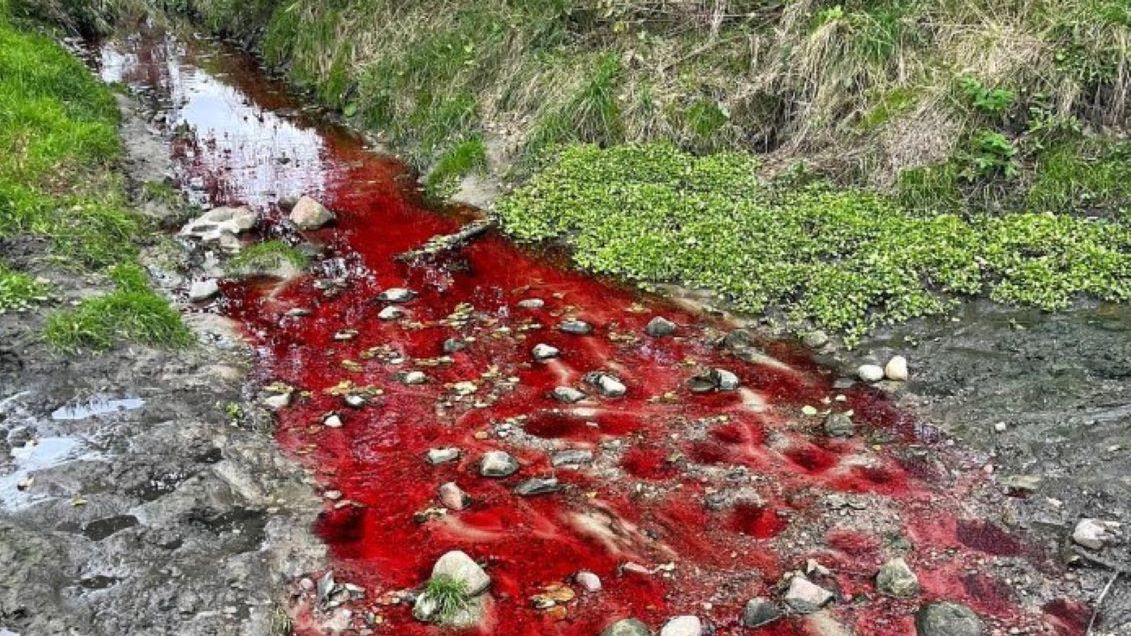 Augustówka przybrała czerwone zabarwienie 