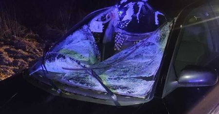 Zderzenie audi z łosiem na DK82. Zwierzę nie przeżyło, kierująca z obrażeniami ciała trafiła do szpitala