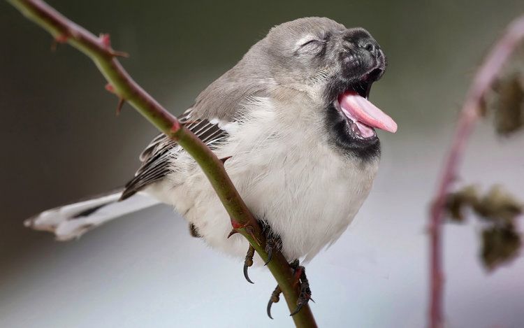 Fotograficzna genetyka, czyli łączenie zwierząt w projekcie "Hybrid Animals" 1