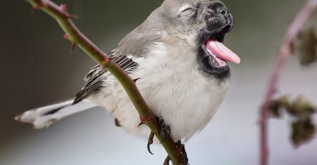 Fotograficzna genetyka, czyli łączenie zwierząt w projekcie "Hybrid Animals"