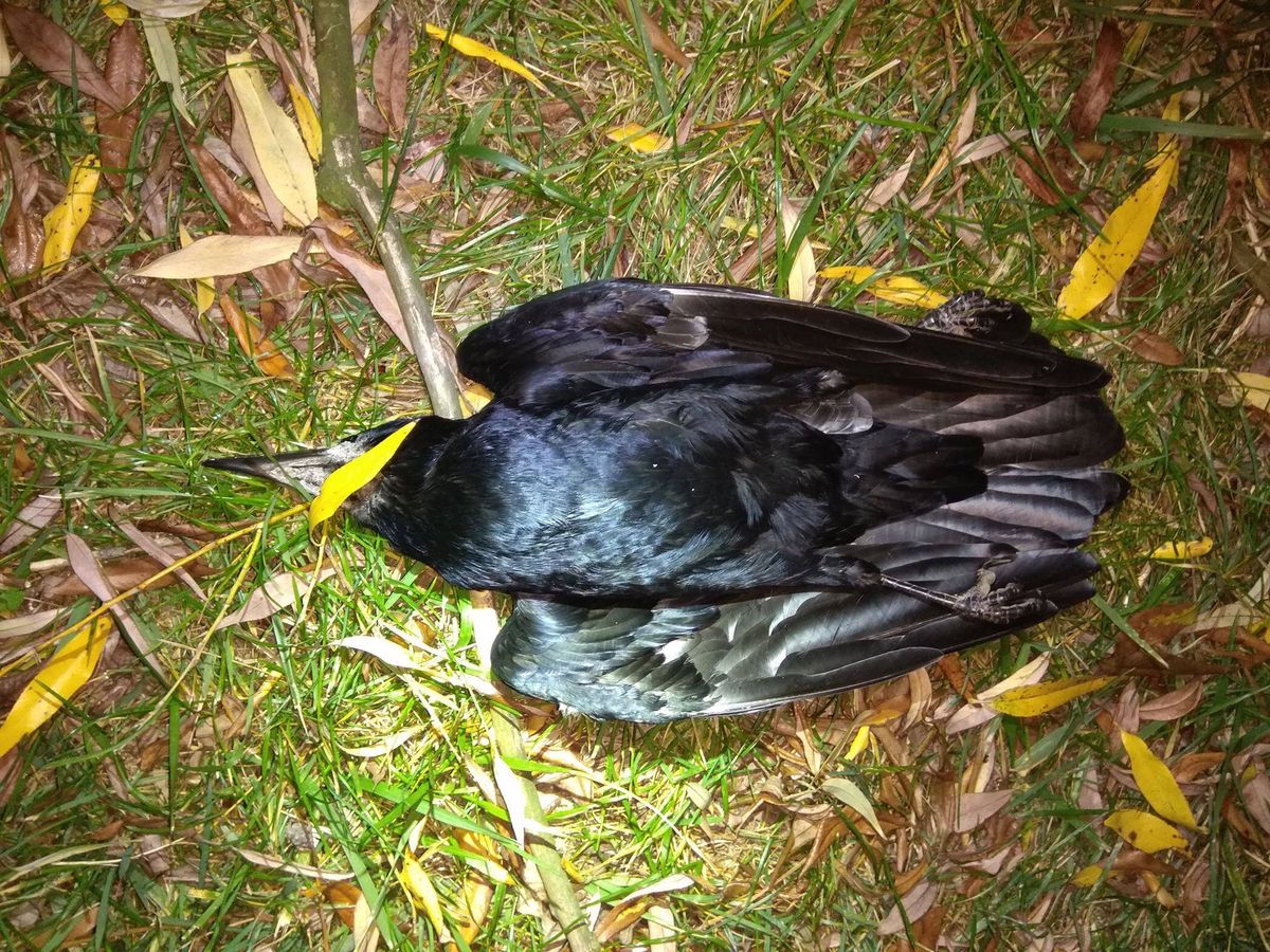 Znaleziono kolejne martwe ptaki. Tym razem w okolicach Okęcia