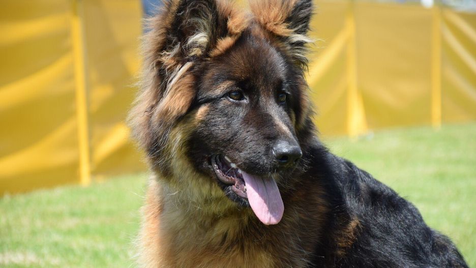 Martwe psy, które znaleziono w Szotkówce to owczarki niemieckie. Zwierzęta miały ok. 4 lat, były długowłose o umaszczeniu podpalanym.