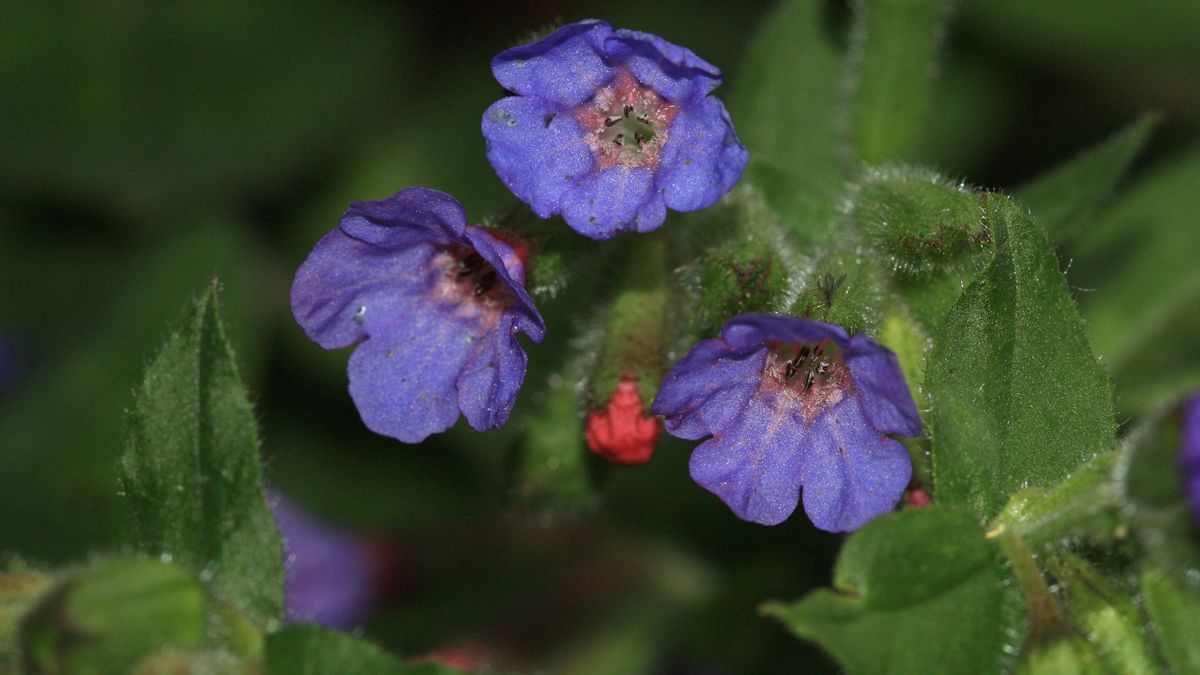 Na jakie dolegliwości pomaga miodunka?