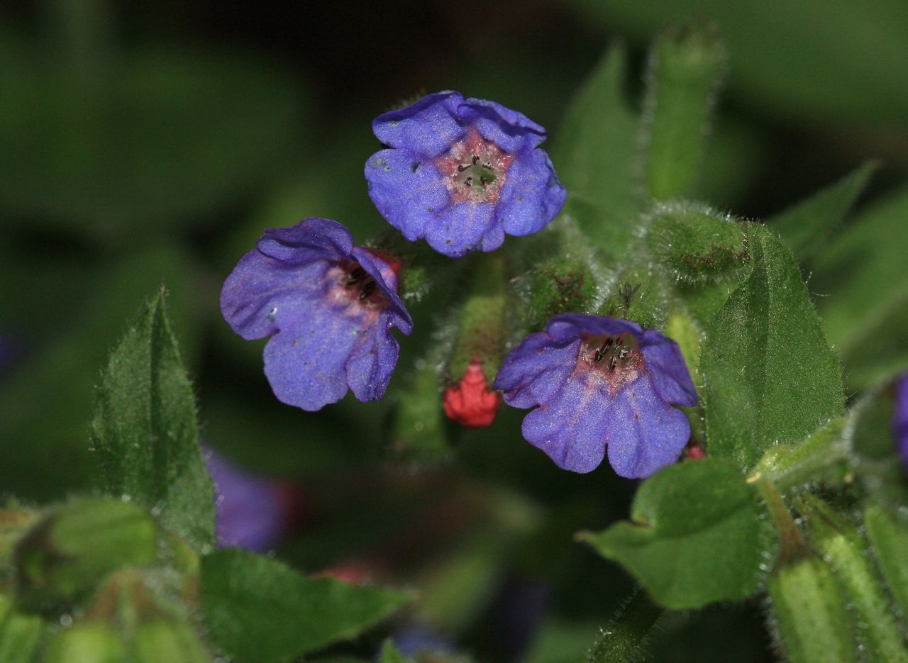 Exploring the healing power of lungwort: From respiratory relief to skin treatments