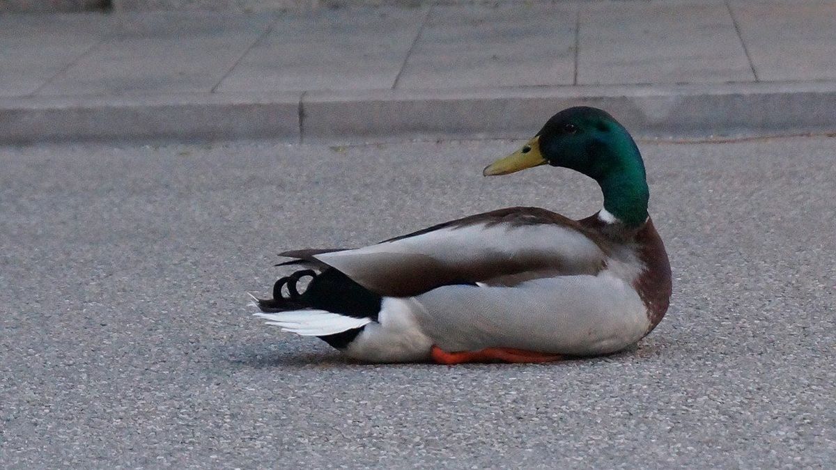 Rodzina kaczek na autostradzie. Doszło do wypadku, ranna 7-latka