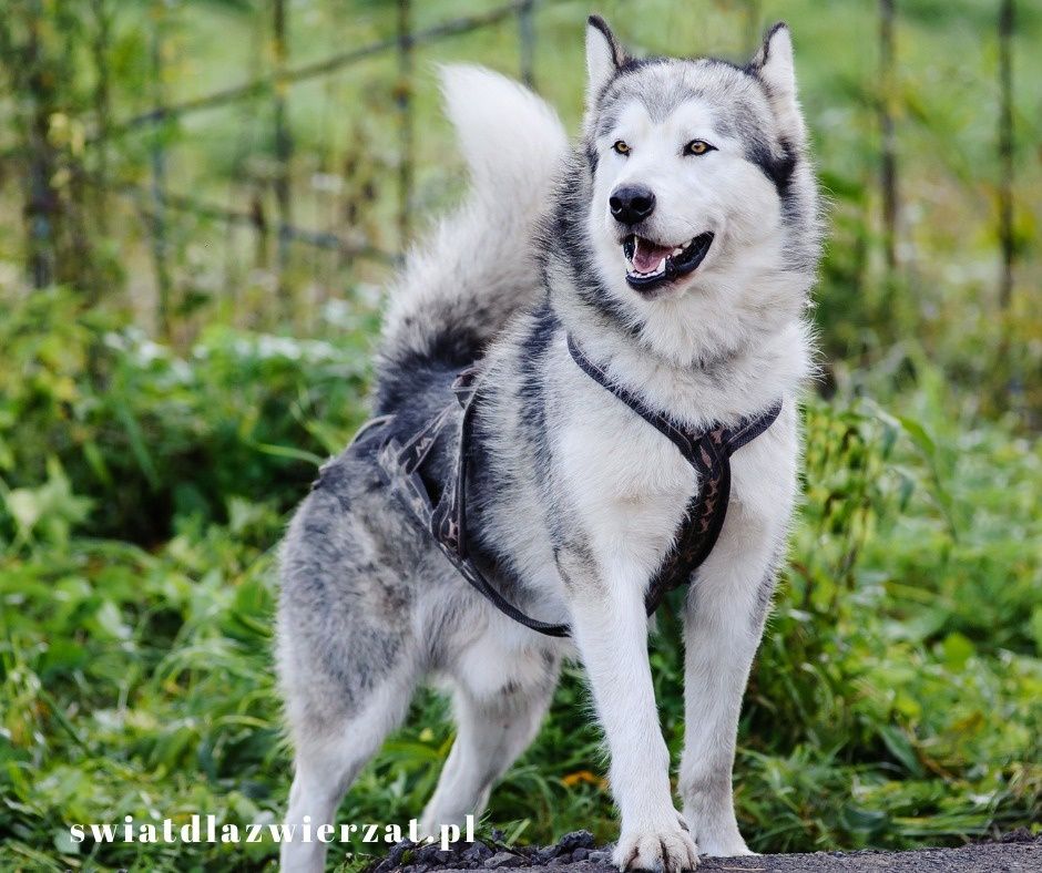 wygląd Alaska Malamute (1)