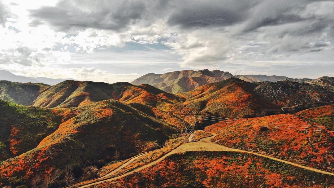 Pustynie Kalifornii pokrył przepiękny kwiecisty dywan. Wygląda zjawiskowo! 1
