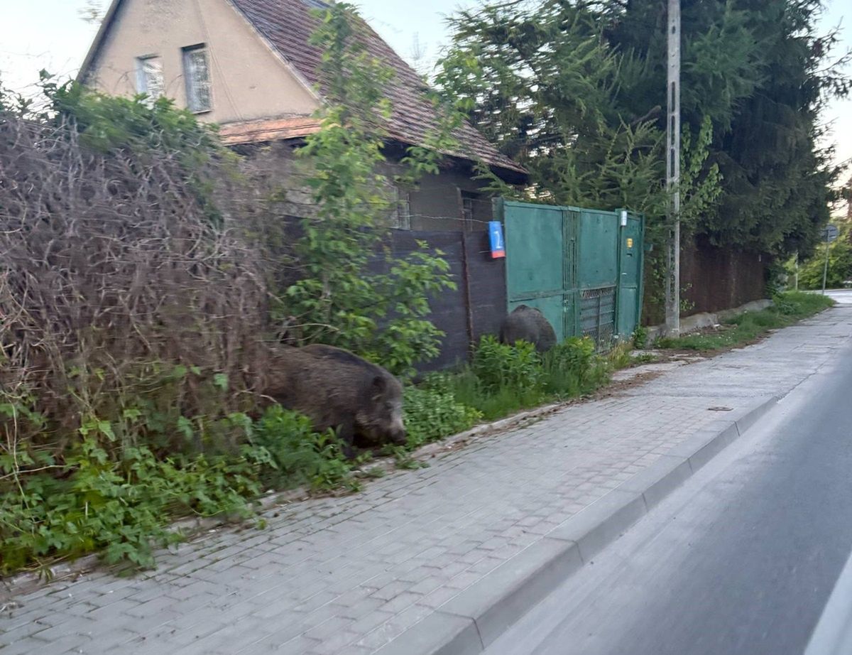 Dziki na ulicach Siekierek.