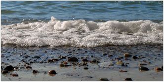 Gąbki wcale nie są najstarszymi zwierzętami