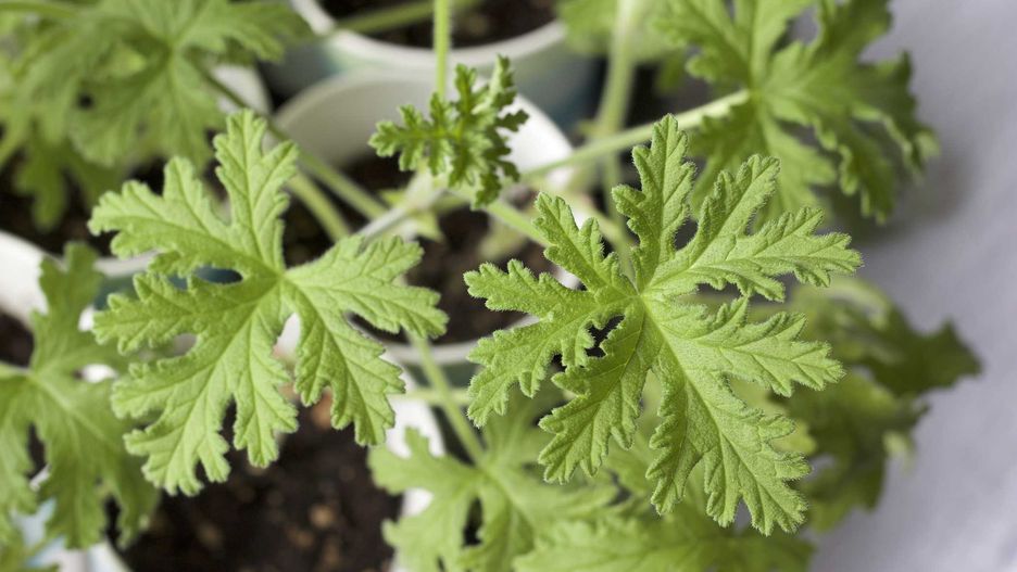 Geranium w białych doniczkach pełnych nawiezionej świeżej gleby. Młode, jasnozielone liście geranium wyrastające z rozgałęzionych pędów