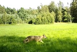 Jelenie kontra wilki. Niezwykłe nagranie leśników z Pomorza
