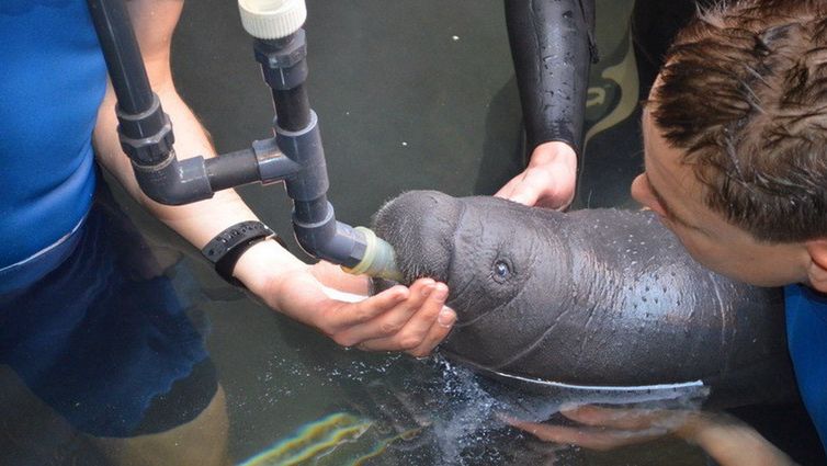 Wrocław. Czwarty manat urodzony w ZOO. Wrocławski ogród liderem hodowli tego gatunku