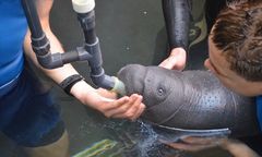 Wrocław. Czwarty manat urodzony w ZOO. Wrocławski ogród liderem hodowli tego gatunku