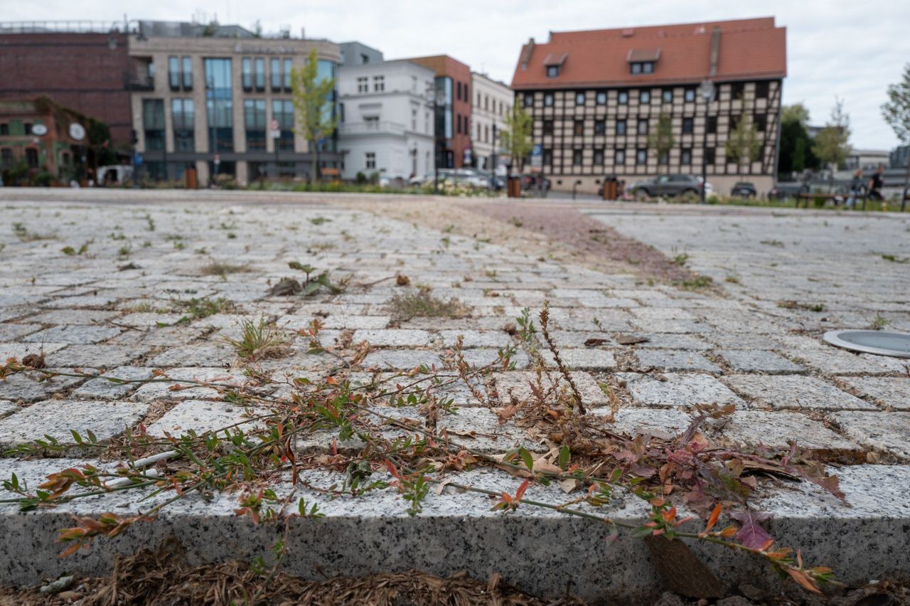 Bydgoszcz: Na wyremontowanym Rybim Rynku zaczynają rosnąć... chwasty. Mamy komentarz drogowców