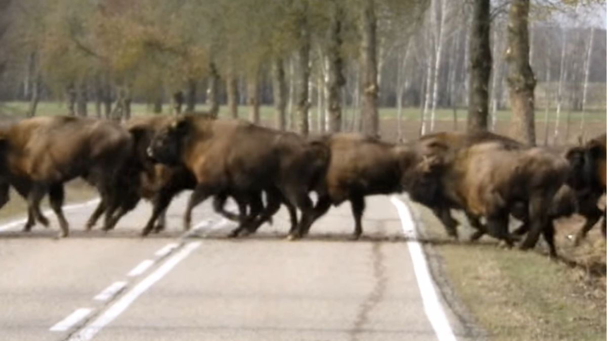 Stado żubrów na Podlasiu