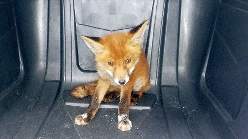 Warszawa. Interwencja Ekopatrolu. "Był wychłodzony, głodny i zagubiony"