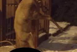 Poznań: jeleń wisiał na płocie i umierał w cierpieniu