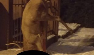 Poznań: jeleń wisiał na płocie i umierał w cierpieniu