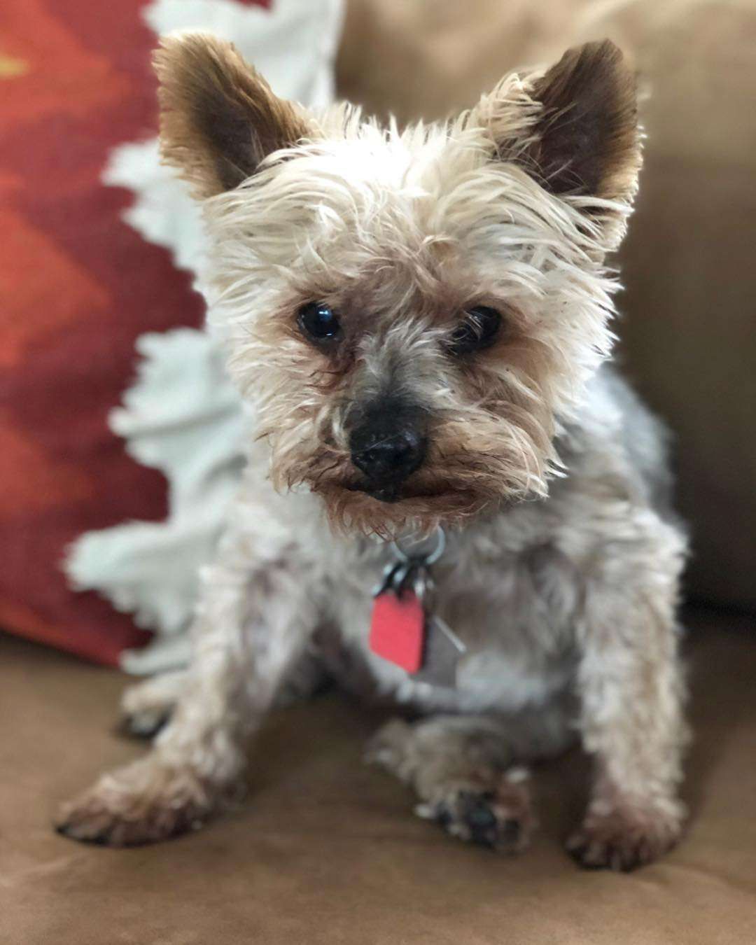 Prince – pies Joanny Krupy