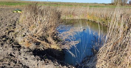 Wyprowadzał byki na pole. Tragiczna śmierć 72-latka