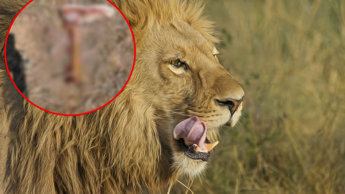 Lew zaatkował pracownika rezerwatu.