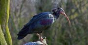 Jest zagrożony wyginięciem. Rzadki ibis grzywiasty pojawił się w Portugalii