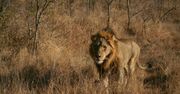 Lew zaatakował w Kenii. Dziewczynka nie żyje