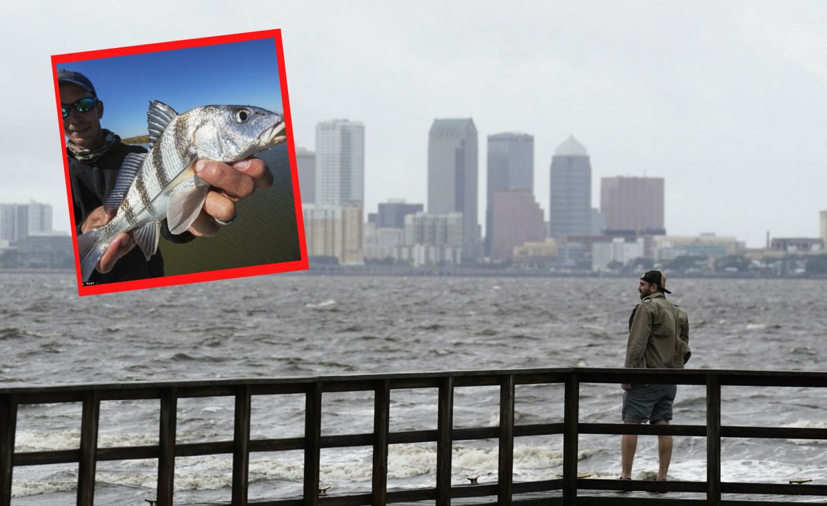 Ryba czarny bęben / Zatoka Tampa