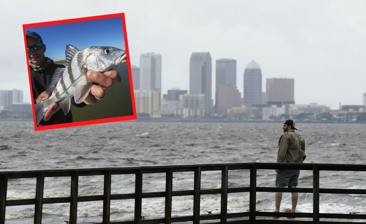 Black drum fish / Tampa Bay