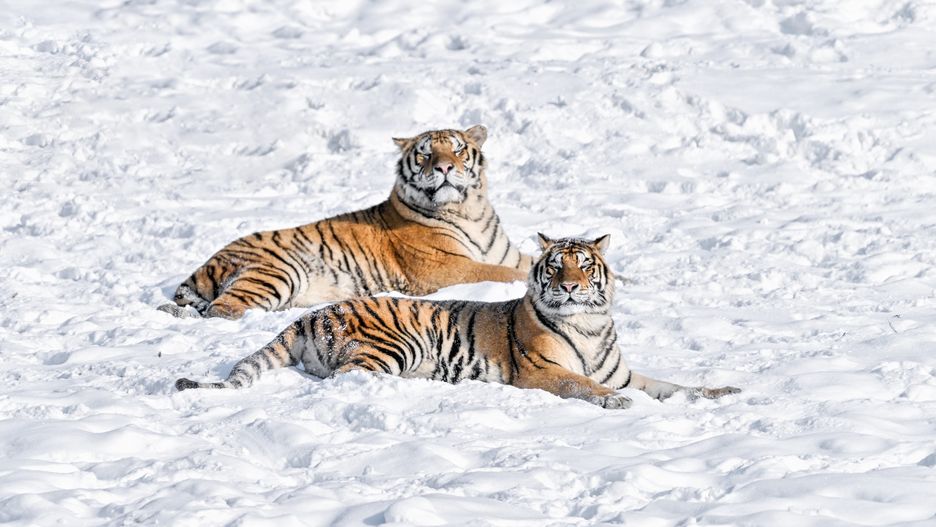 MUDANJIANG, CHINA - JANUARY 01: Siberian tigers rest in the snow at the Hengdaohezi Siberian tiger park on January 1, 2025 in Hailin, Mudanjiang City, Heilongjiang Province of China. (Photo by Chi Shiyong/VCG via Getty Images)