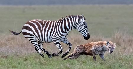 Zebra pogoniła hieny. Uciekały, gdzie pieprz rośnie