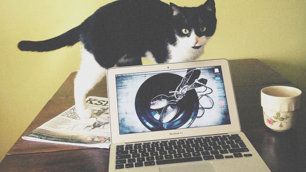 Kilka szybkich ujęć, czyli fotografowanie domowego zwierza smartfonem 1