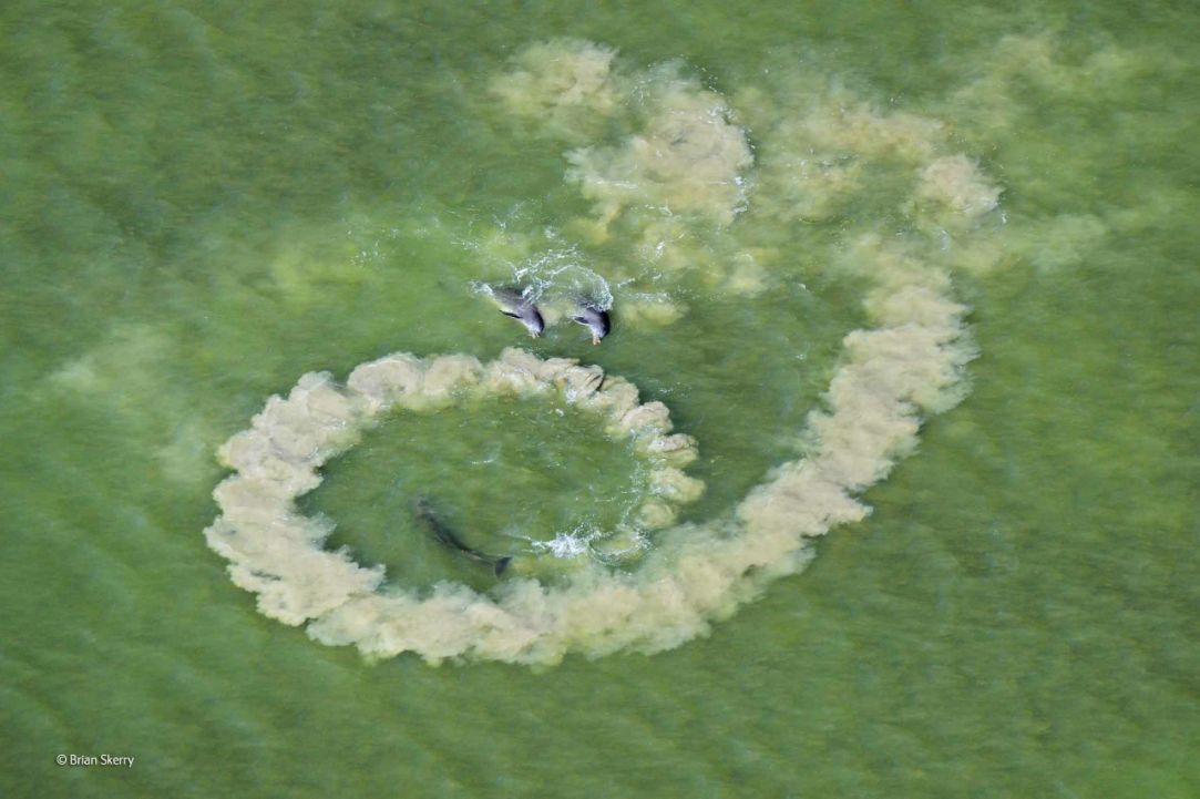 Zwycięzcy konkursu Wildlife Photographer of the Year 2014 24