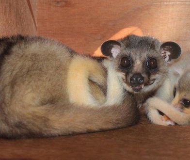 Wrocław. ZOO ratuje zagrożony gatunek. Na świat przyszedł łaskunek jawajski