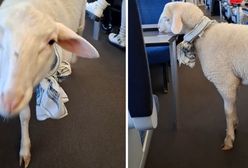 Podróżowała z baranem. Została wyproszona z pociągu